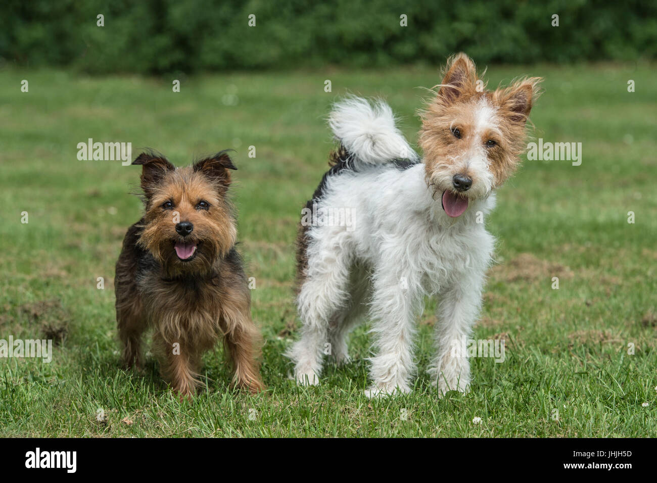 Due terrier amici Foto Stock