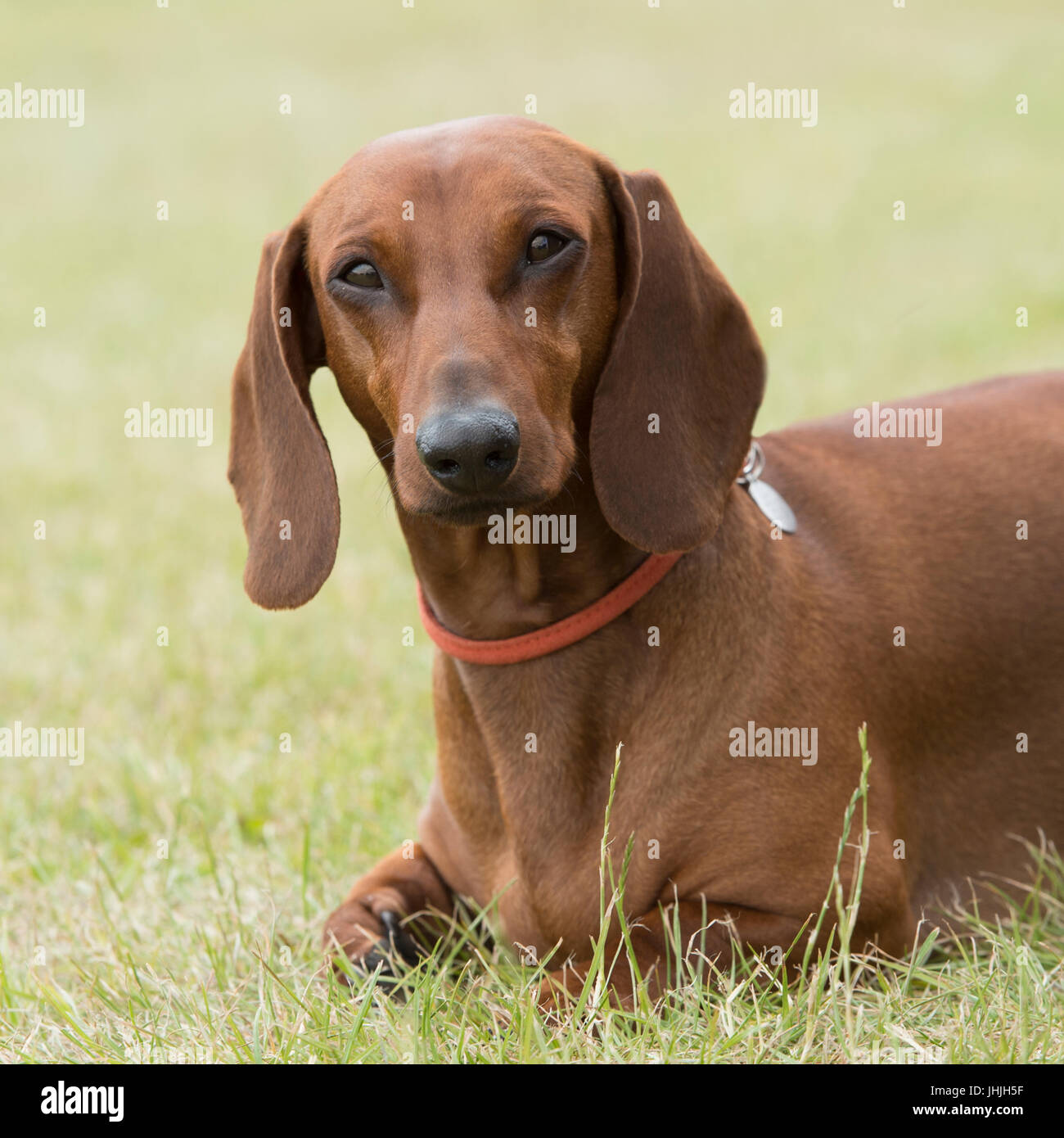 dachsund, capelli lisci Foto Stock