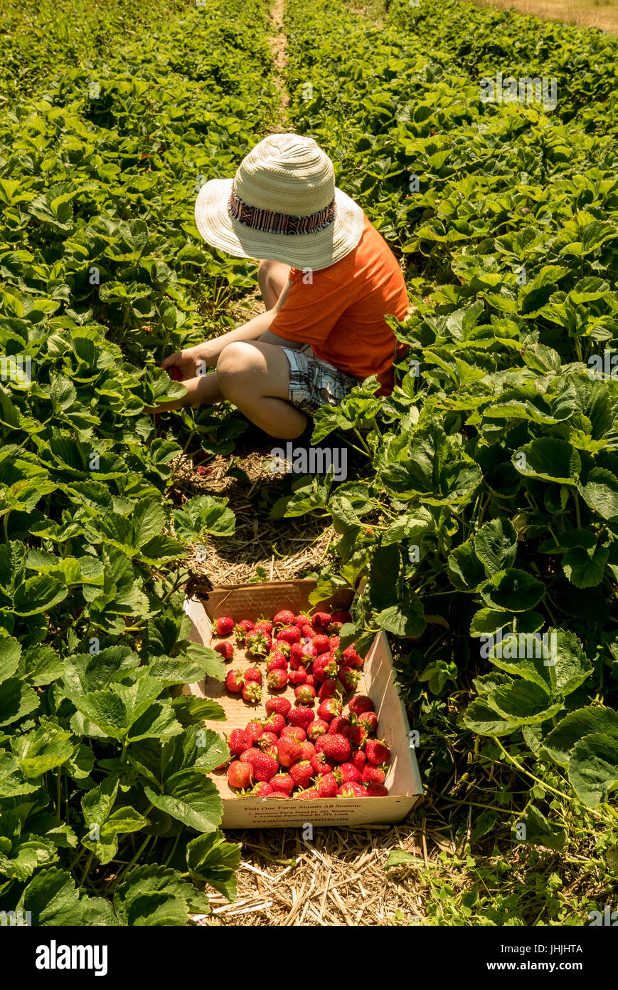 Una visita al locale a raccolta proprio Strawberry Farm è una tradizione di famiglia in estate per molte famiglie negli Stati Uniti Foto Stock