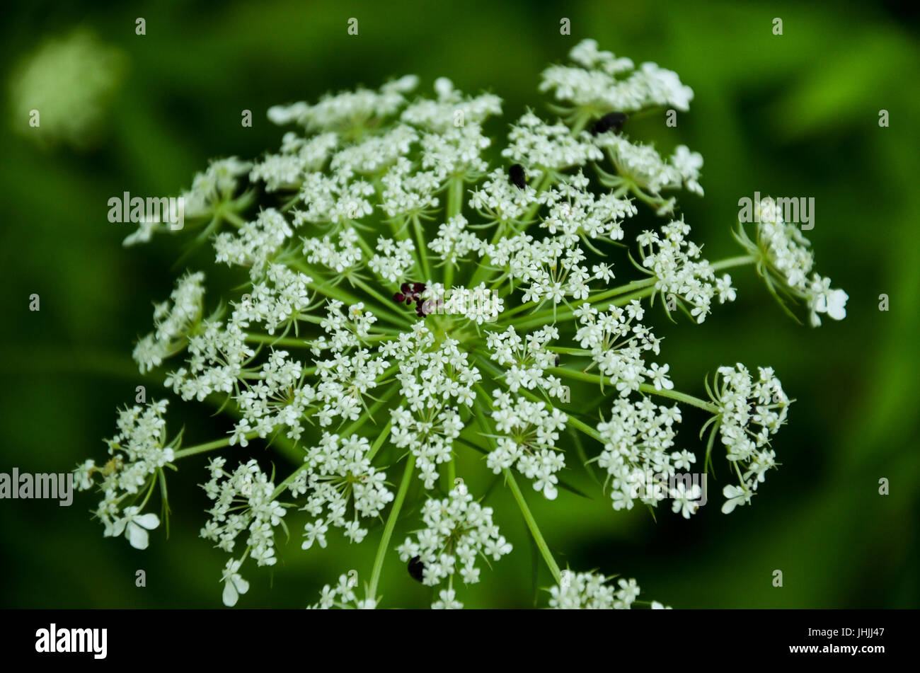Fioritura di fiori selvaggi in estate Foto Stock