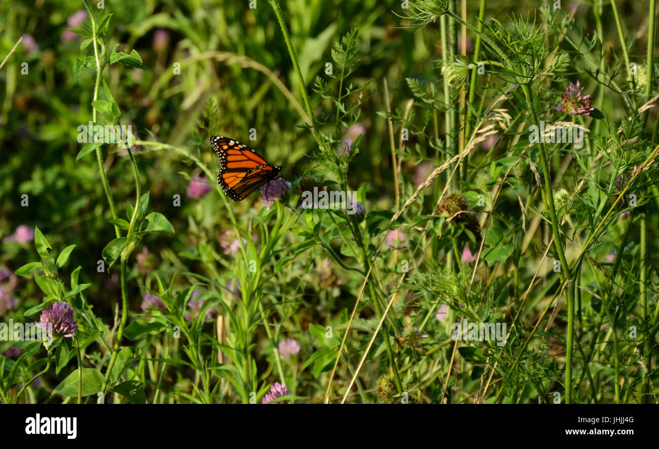 Farfalla monarca in un campo di fiori selvatici Foto Stock