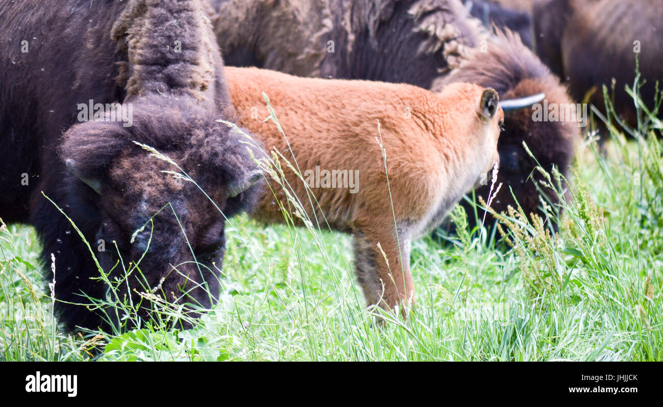 Bisonti selvaggi che pascola con i giovani nel campo Foto Stock