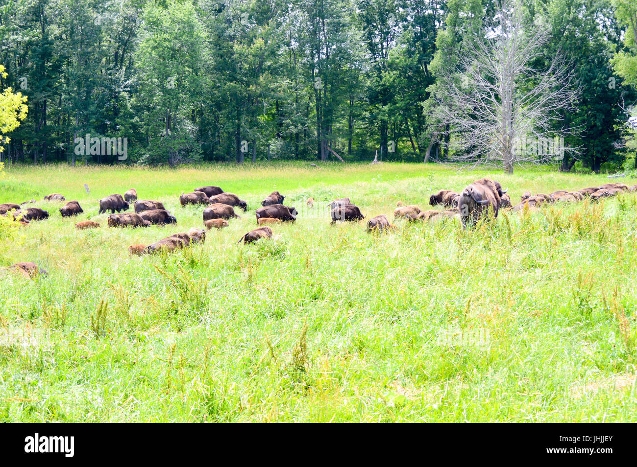 Bisonti selvaggi che pascola con i giovani nel campo Foto Stock