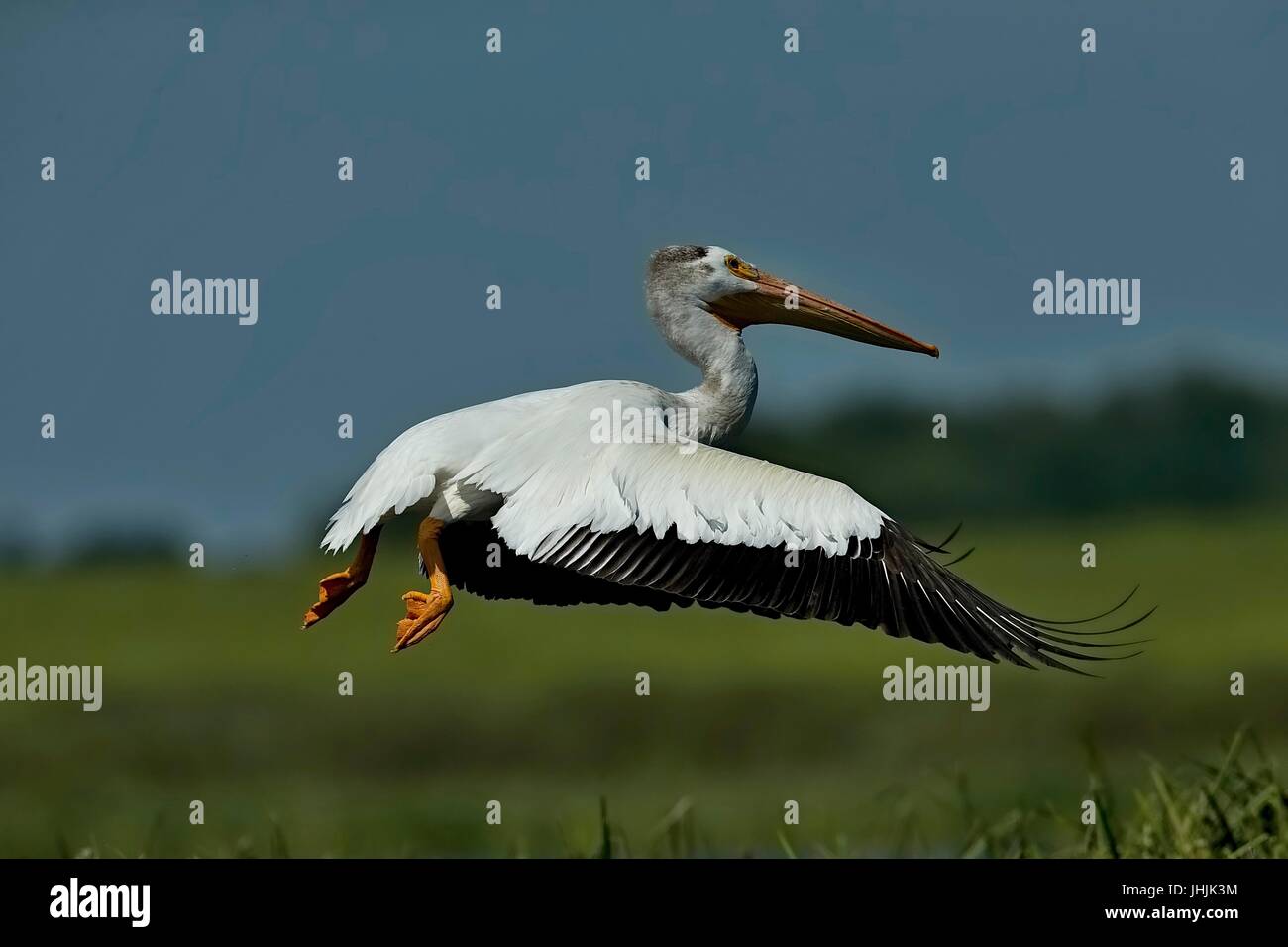 Americano bianco Pellicano (Pelecanus erythrorhynchos) in volo, area faunistica in Wisconsin, bird rifugiato. Foto Stock