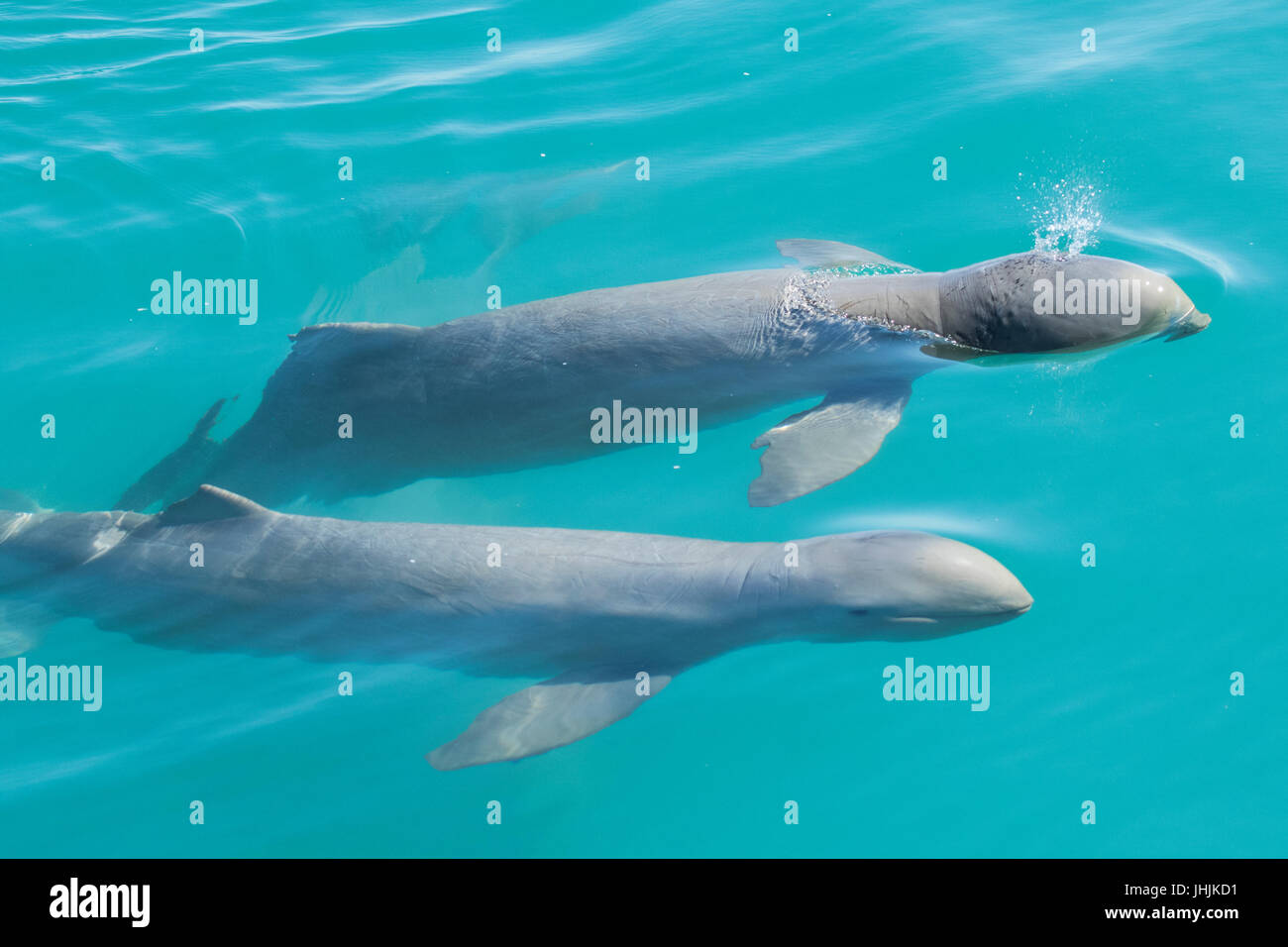 I Delfini australiani di Snubfin (Orcaella heinsohni) che si avvicinano alla barca di osservazione dei delfini che prende un peep. Si sono divisi dal delfino Irrawaddy nel 2005. Foto Stock