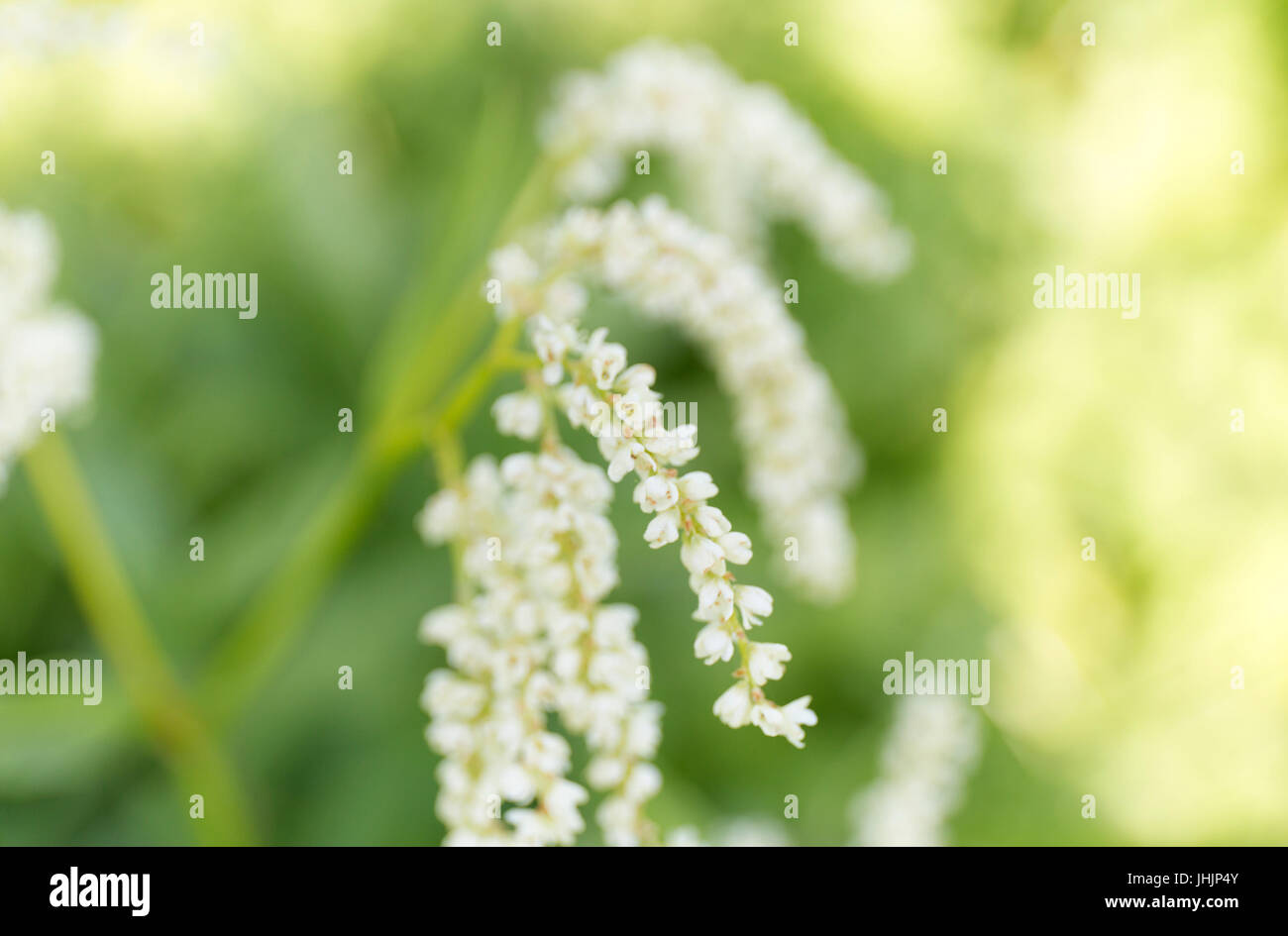 Estate bianco fiori selvatici sul verde la sfocatura dello sfondo. Foto Stock