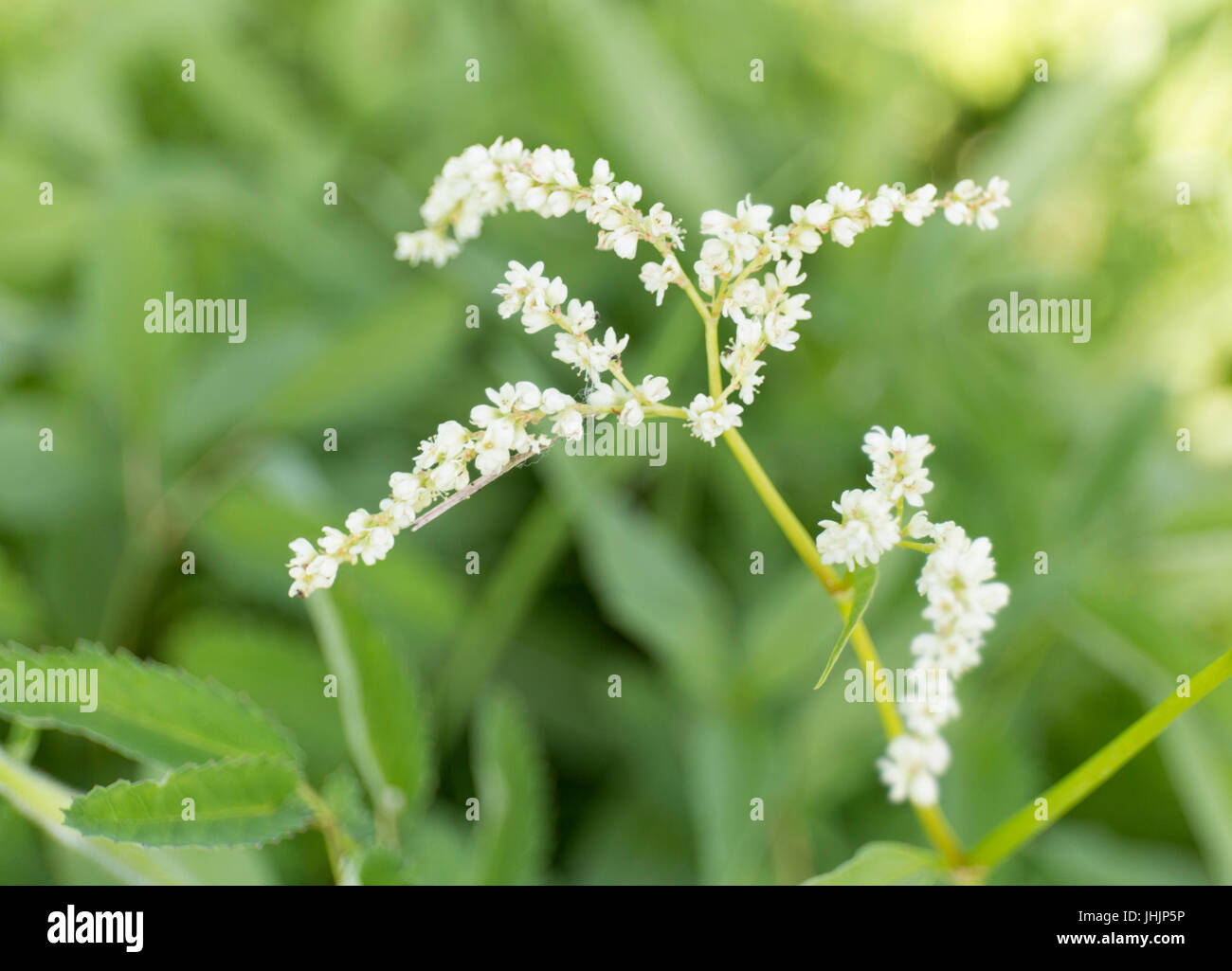 Estate bianco fiori selvatici sul verde la sfocatura dello sfondo. Foto Stock