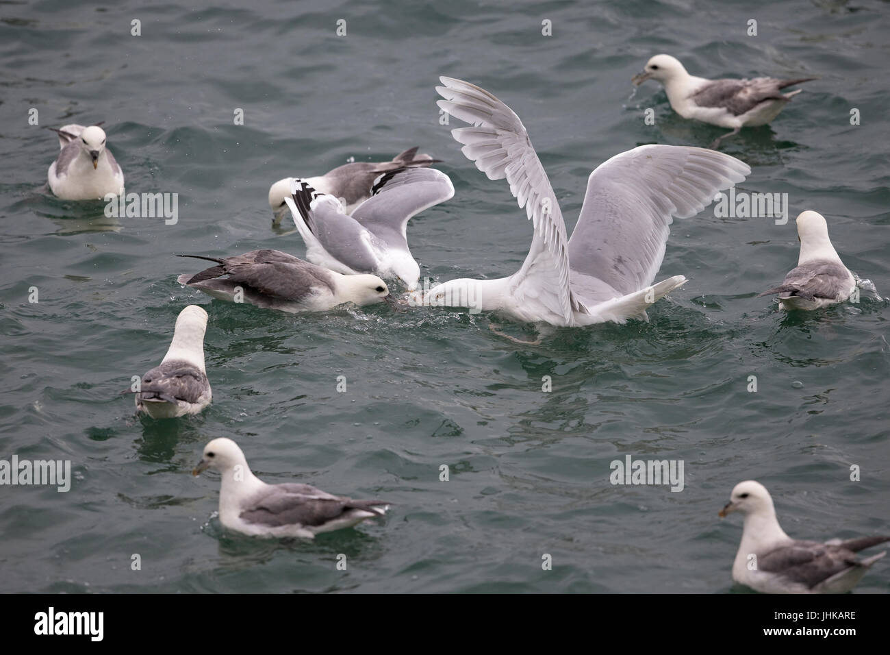 Glaucous Gull (Larus hyperboreus) Foto Stock