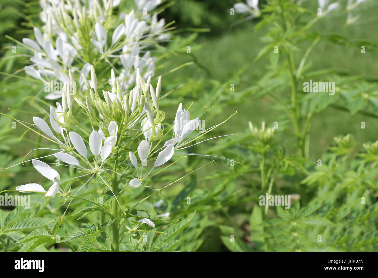Fiori di colore bianco,macro di fiori bianchi in antural Foto Stock