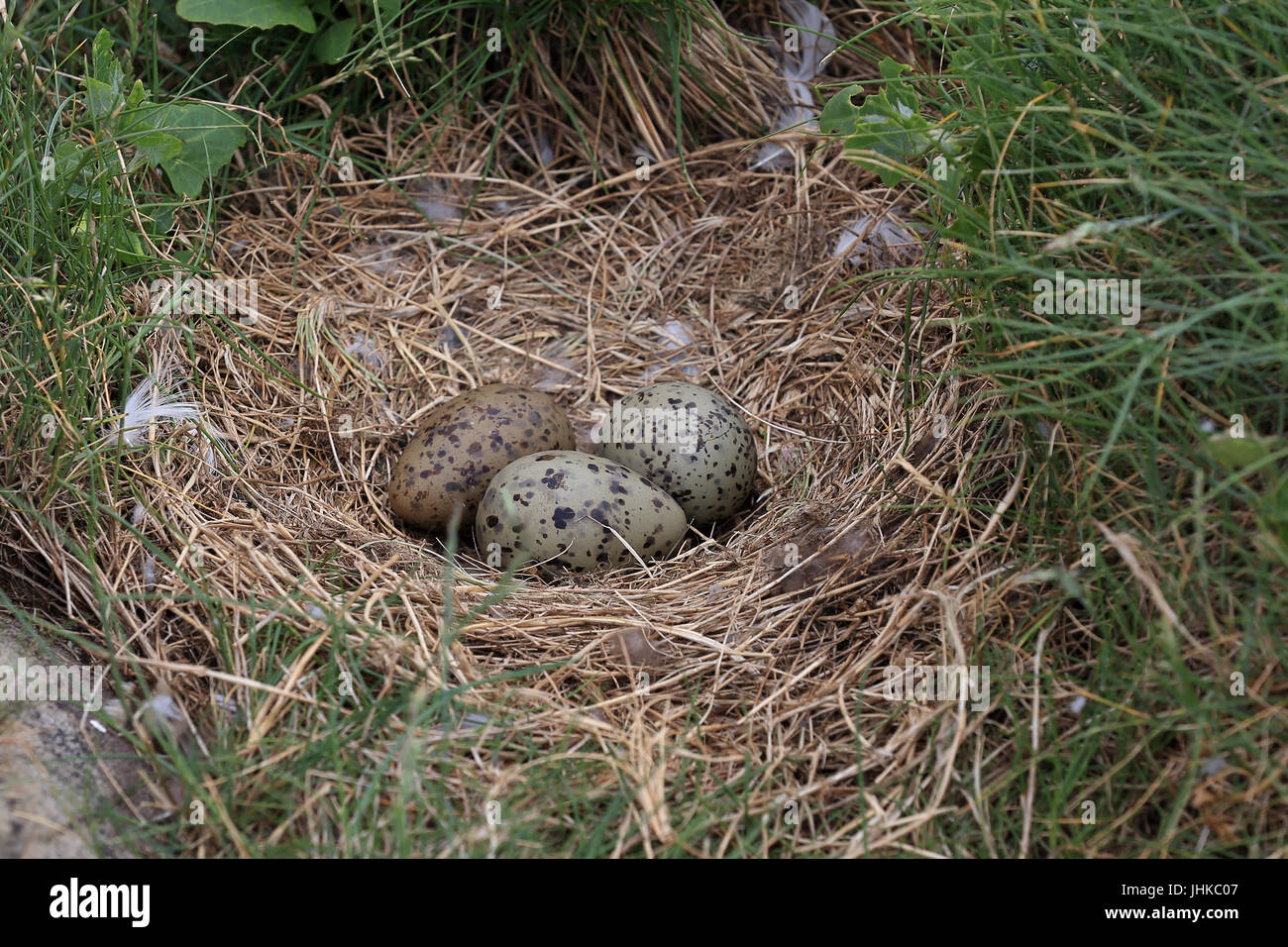 Le uova in un tenue nero-backed Gull's Nest, farne isole, Northumbria, Inghilterra, Regno Unito. Foto Stock