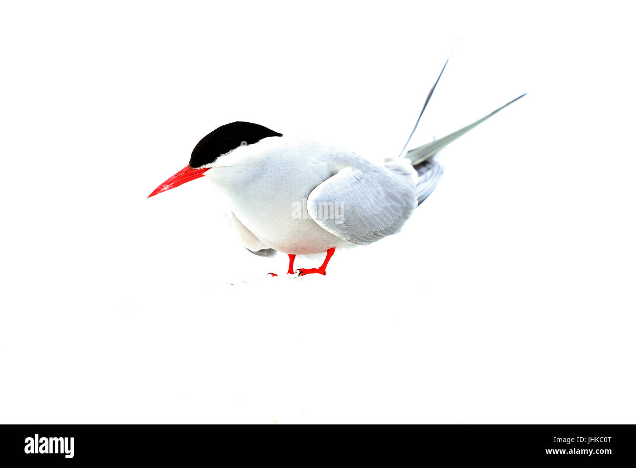 Arctic Tern (sterna paradisaea), adulto in piedi, farne isole, Northumbria, Inghilterra, Regno Unito. Foto Stock