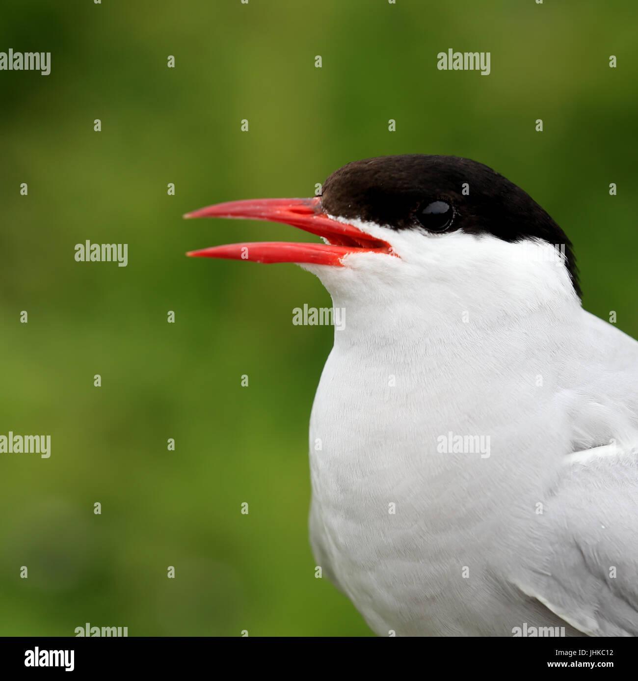 Arctic Tern (sterna paradisaea), il ritratto di un adulto, farne isole, Northumbria, Inghilterra, Regno Unito. Foto Stock