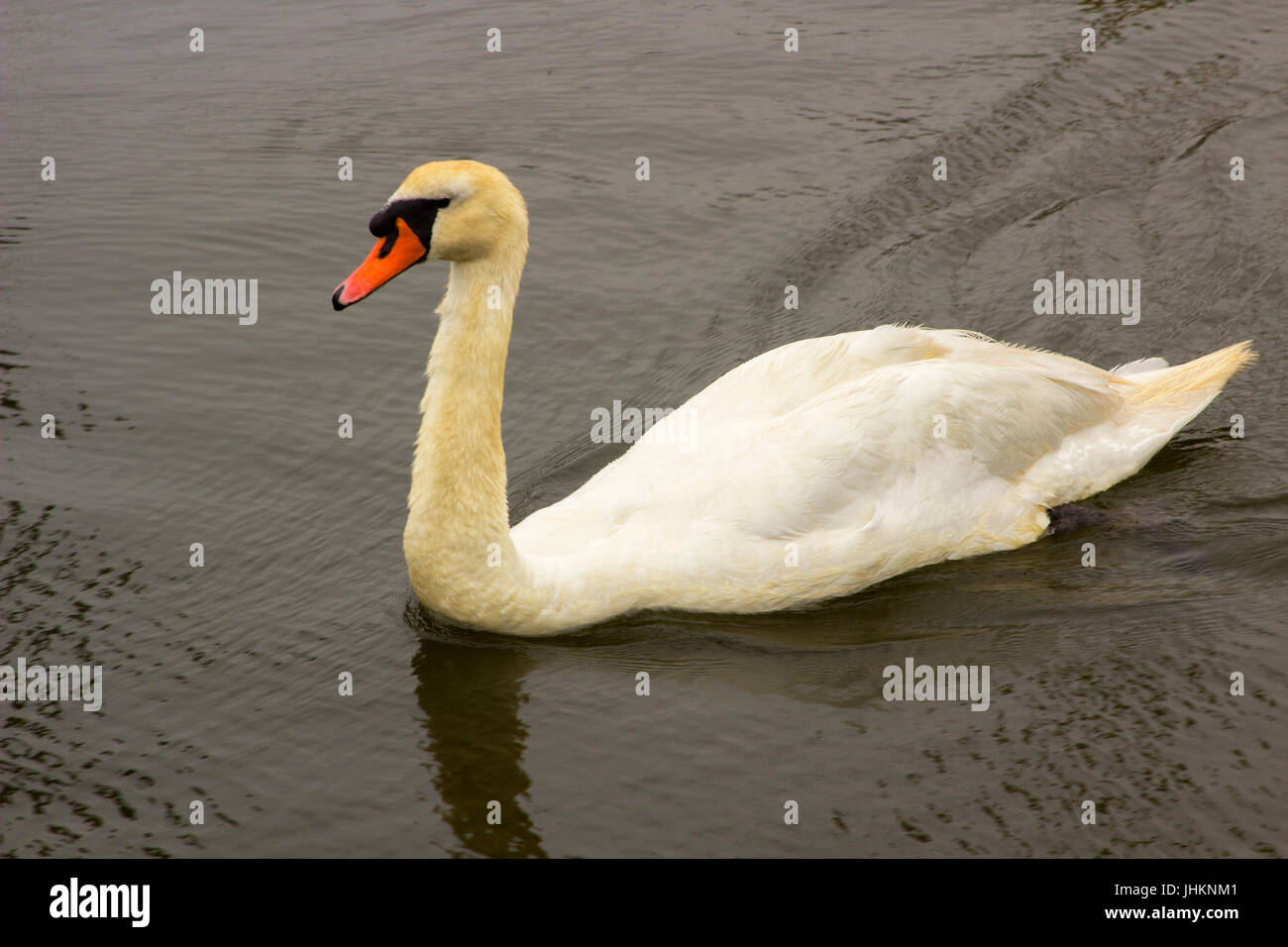 Un giovane maturando cigno il cui collo piume non sono completamente bianco Foto Stock