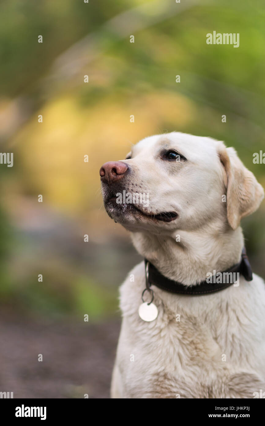 Bella giovane di pura razza Labrador retriever Foto Stock