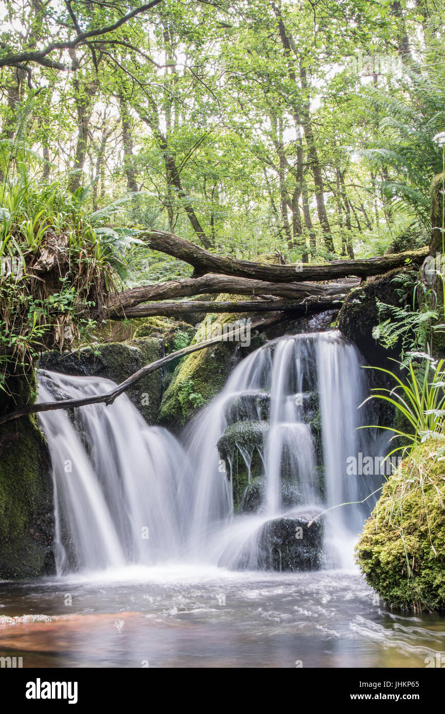 Una piccola cascata nel cuore di una foresta di Dartmoor Foto Stock
