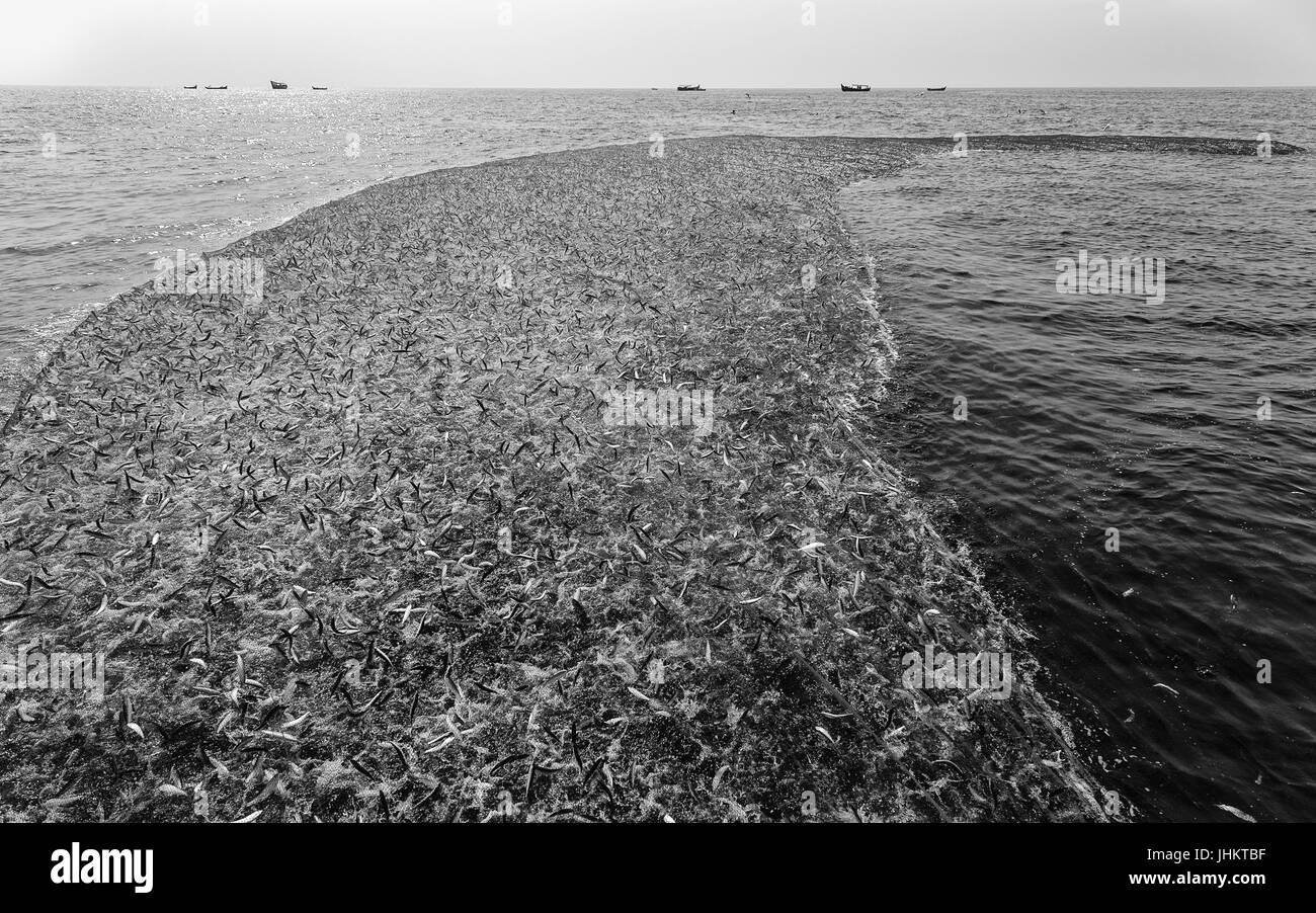 Una grande rete da pesca con una cattura di sardine nelle acque profonde del Mare Arabico fuori la Costa di Malabar all'alba, Kannur, Kerala, India. Foto Stock