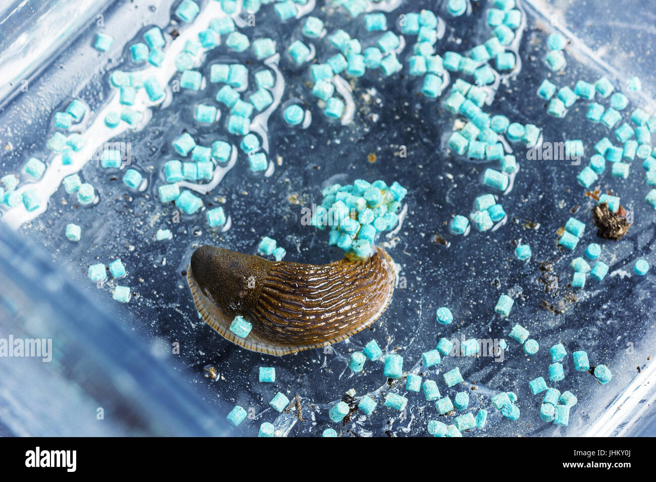 Blue slug pellets sul terreno di un contenitore di vetro e giacente red slug Foto Stock