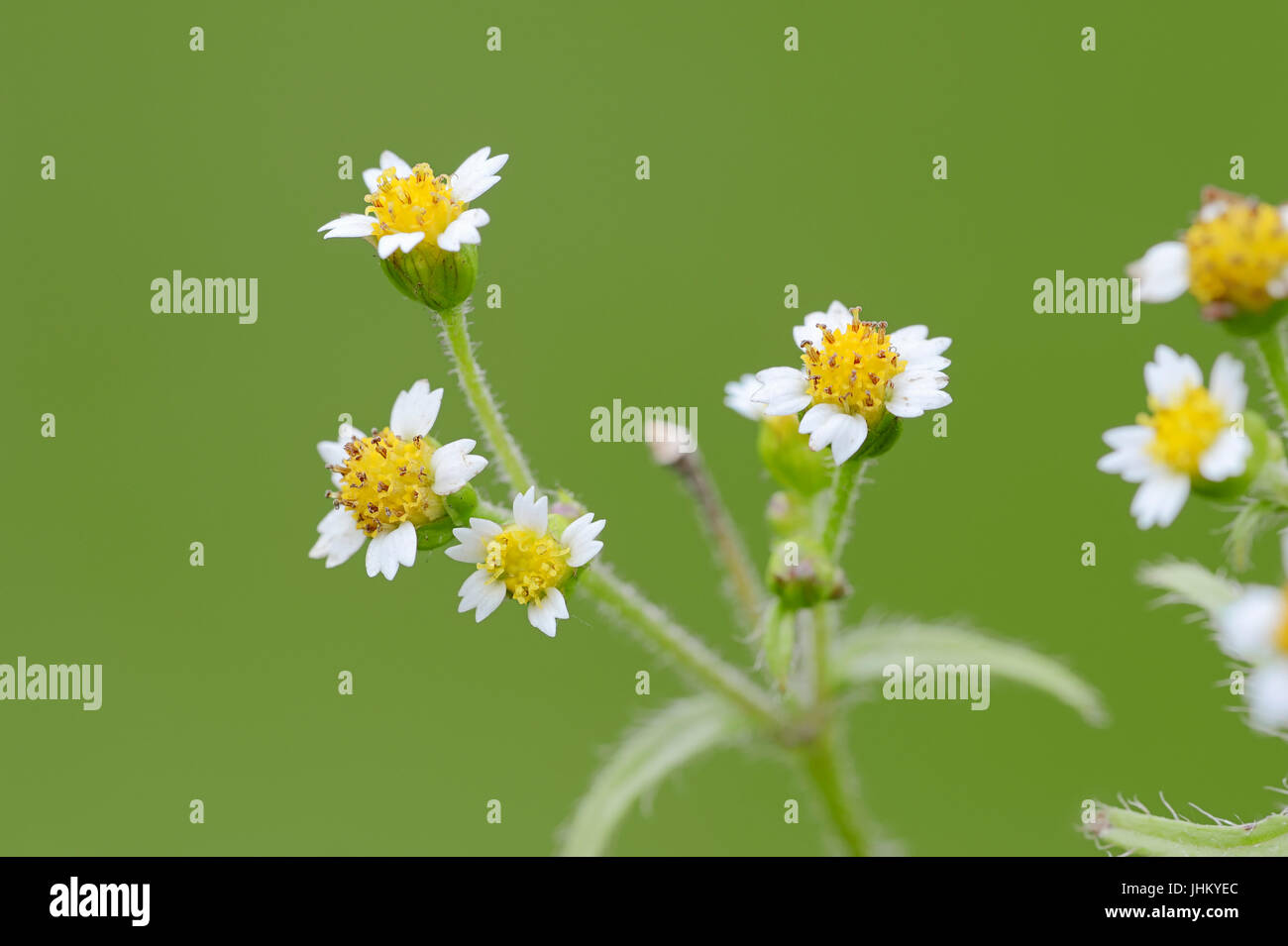 Galinsoga peloso, Renania settentrionale-Vestfalia, Germania / (Galinsoga ciliata, Galinsoga quadriradiata) / Quickweed, soldato galante, Shaggy soldato Foto Stock