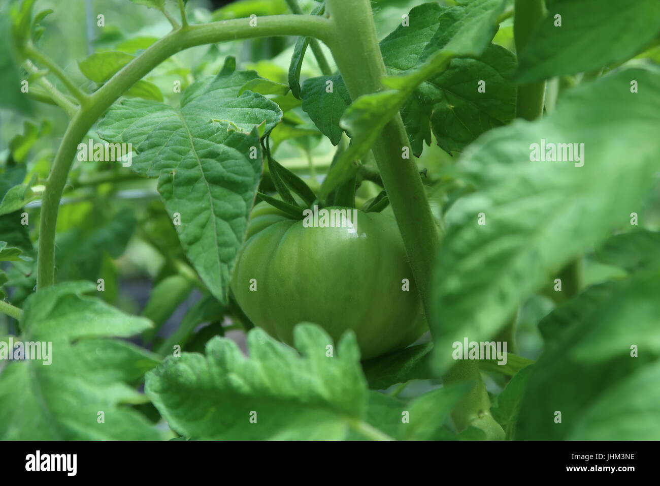 Nero Krim pomodoro, un cimelio di verde di coltivazione del pomodoro sulla pianta Foto Stock