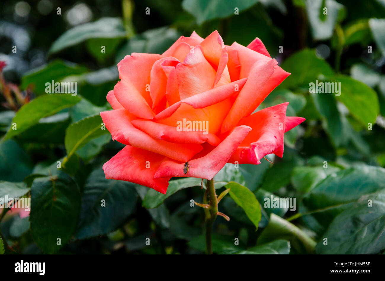 Bellissimo giardino fiorito Rose sboccia in estate nel giardino, close-up Foto Stock