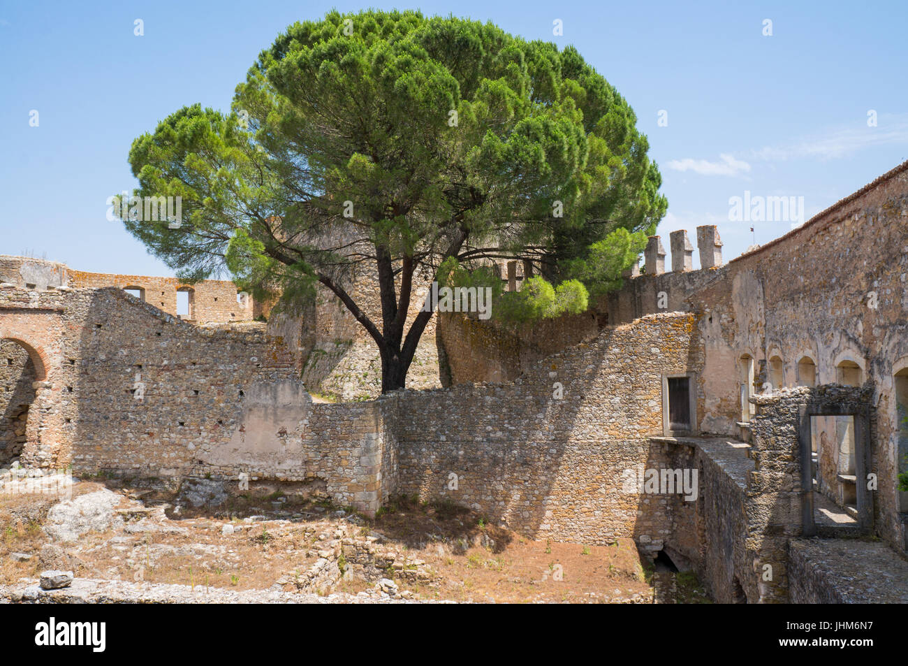 Rovina con un grande albero che cresce al Convento di Cristo in Portogallo Foto Stock