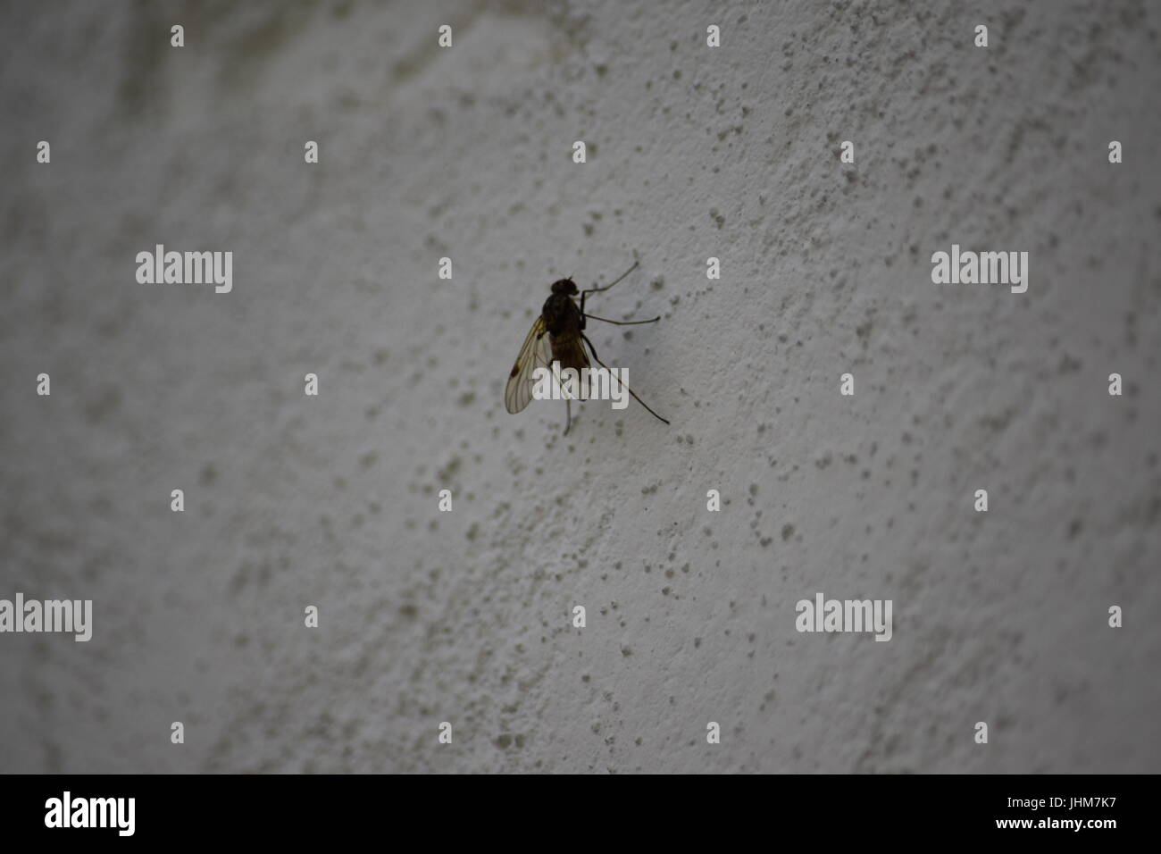 Drone fly, Eristalis tenaz Foto Stock