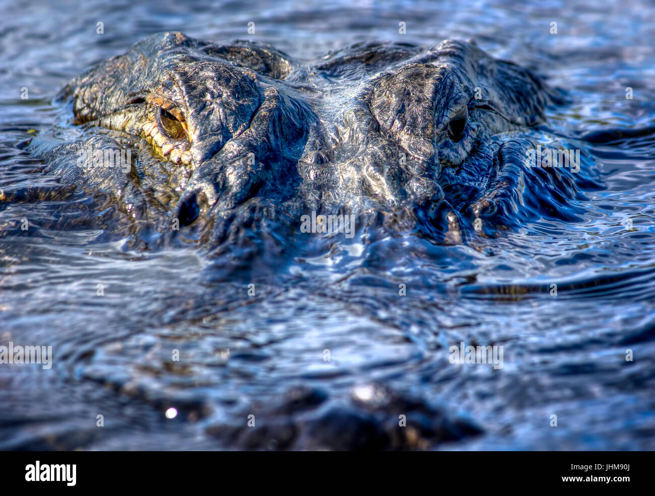 Un 12 piedi alligator guarda direttamente la fotocamera in Everglades della Florida. Questo alligator frequenta la stessa area e compare in molte delle mie foto. Foto Stock