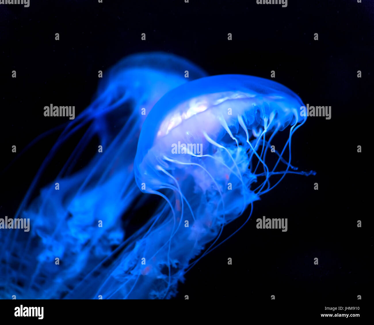 Una coppia di medusa luminescente glide graziosamente attraverso l'acqua presso il Georgia Aquarium. Foto Stock