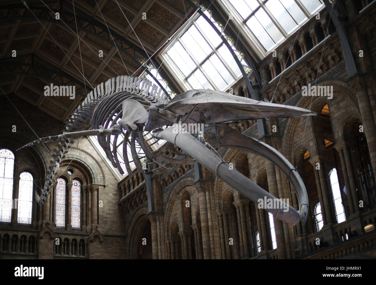 La nuova mostra di un azzurro di scheletro di balena denominata "speranza" sul display, come la sala Hintze apre presso il Museo di Storia Naturale di Londra. Foto Stock