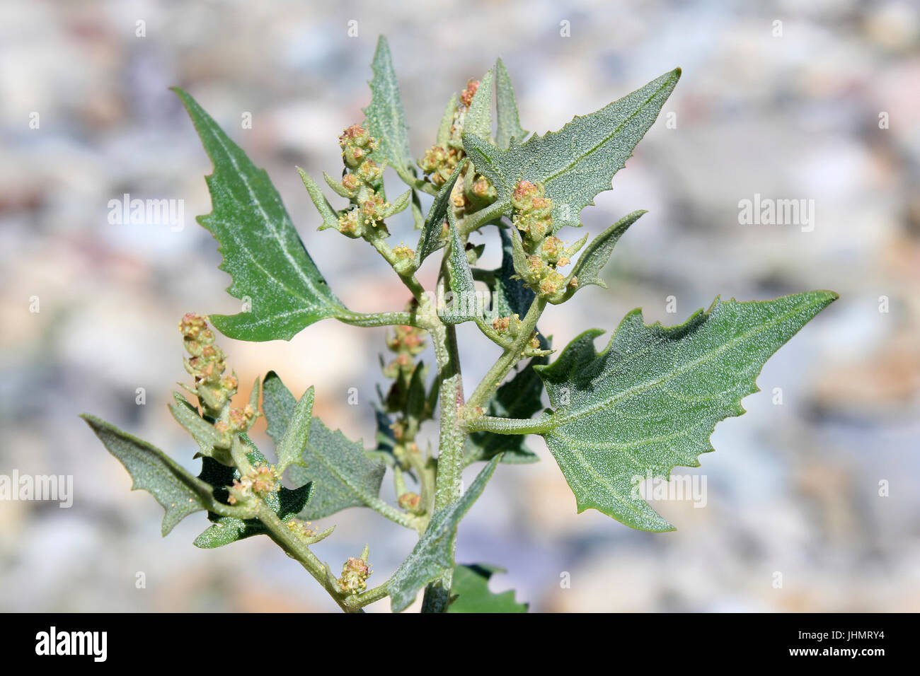 Spear-lasciava Orache Atriplex prostrata Foto Stock