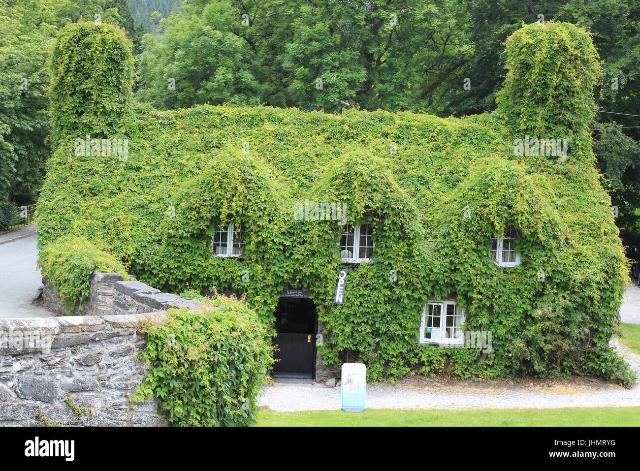 Coperto di Edera Tea Shop ex Tu Hwnt i'r Bont courthouse, Llanrwst, Galles Foto Stock
