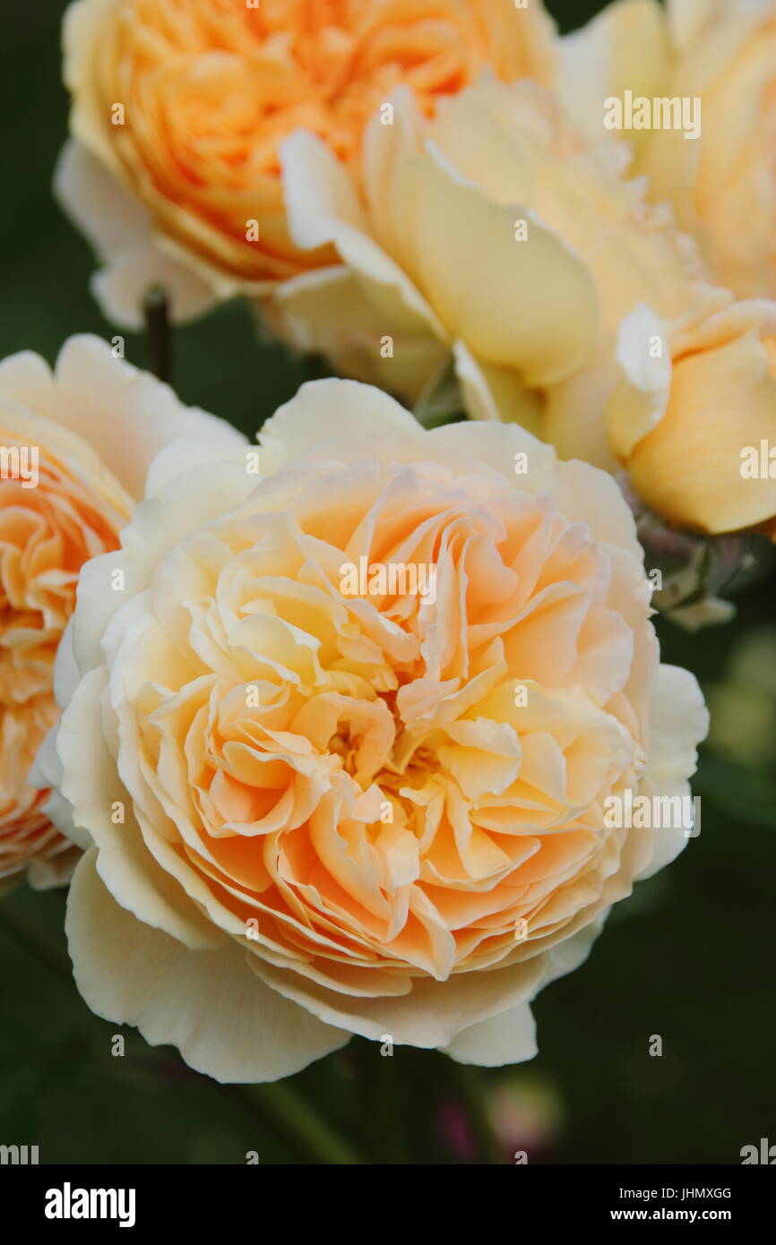 Rosa "Crown Princess Margareta', (Auswinter) un fragrante, ripetere la fioritura rosa Inglese in piena fioritura in un giardino inglese confine in estate Foto Stock