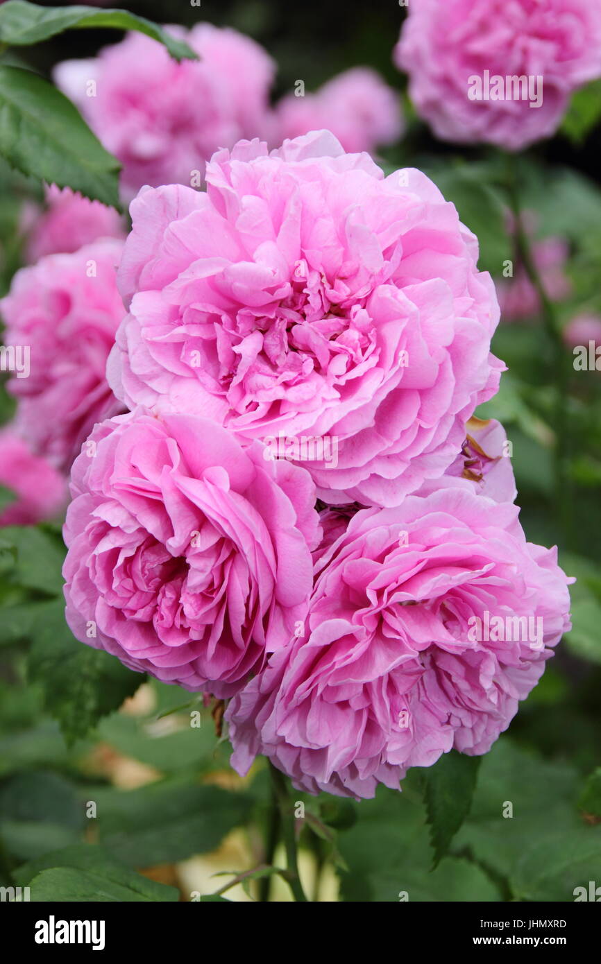 Rosa 'LOUISE ODIER' riccamente profumati e di Borbone, rosa antico è in piena fioritura al confine di un giardino inglese in estate Foto Stock