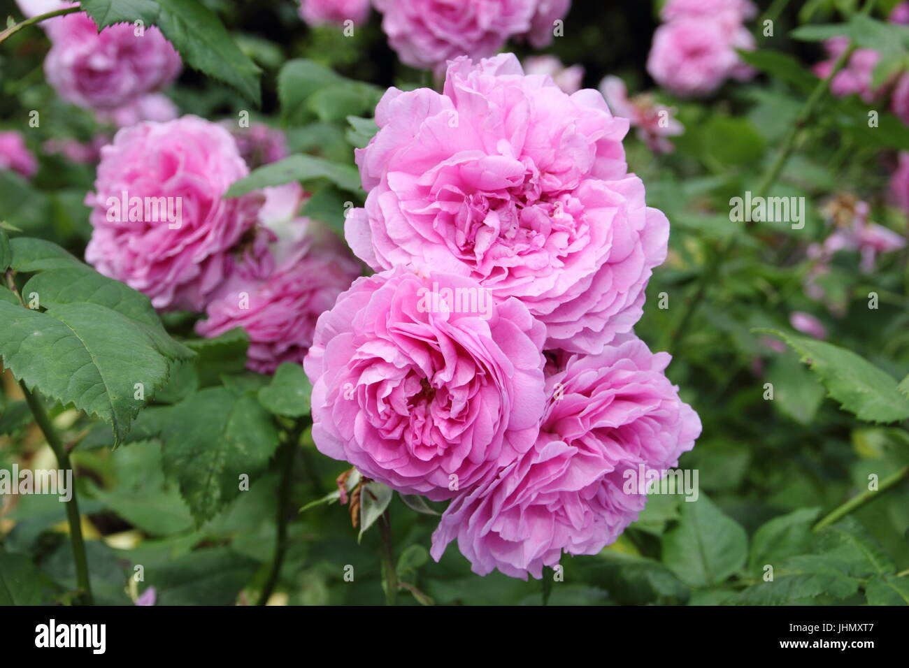 Rosa 'LOUISE ODIER' riccamente profumati e di Borbone, rosa antico è in piena fioritura al confine di un giardino inglese in estate Foto Stock