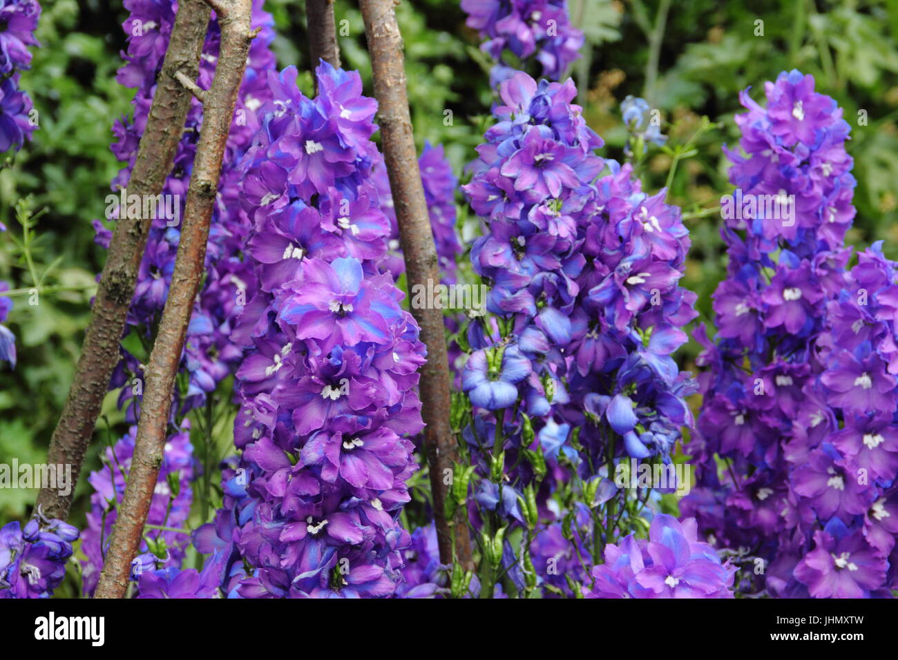 Delphinium " Giotto' piante supportato da un wigwam, in piena fioritura in un giardino inglese confine in estate Foto Stock