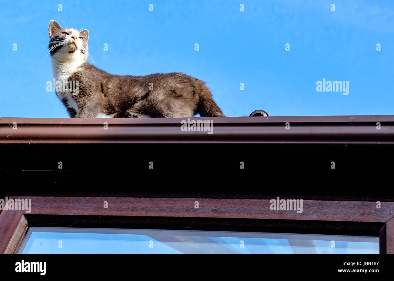 Grigio e bianco piccolo gatto camminando sulla cima di un tetto Foto Stock
