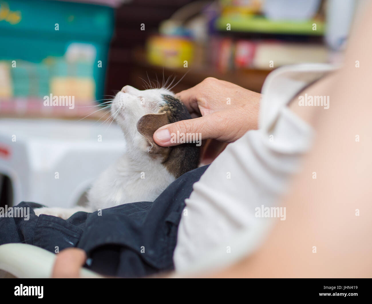 Proprietario Petting il suo gatto Foto Stock