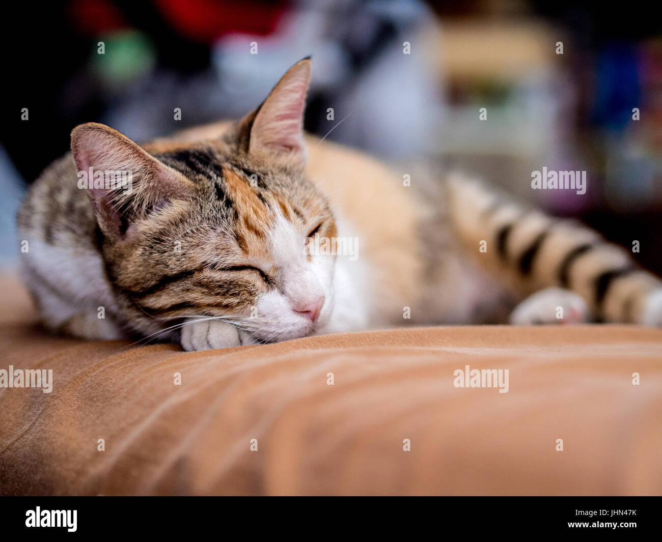 Carino Striped Cat dormire su un letto Foto Stock