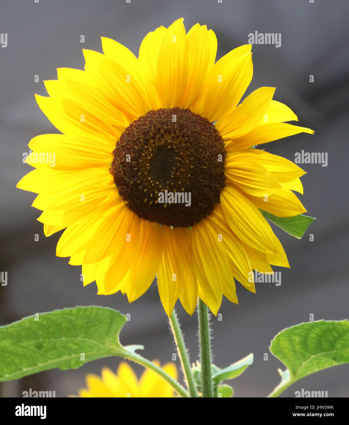 Impostazione sole illumina i petali di un girasole Foto Stock
