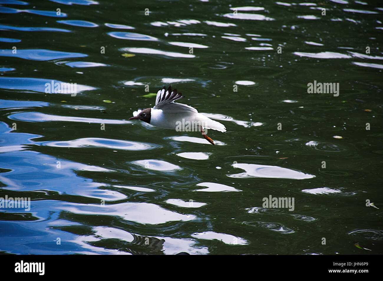Poco seagull volare al di sopra dell'acqua. Foto Stock