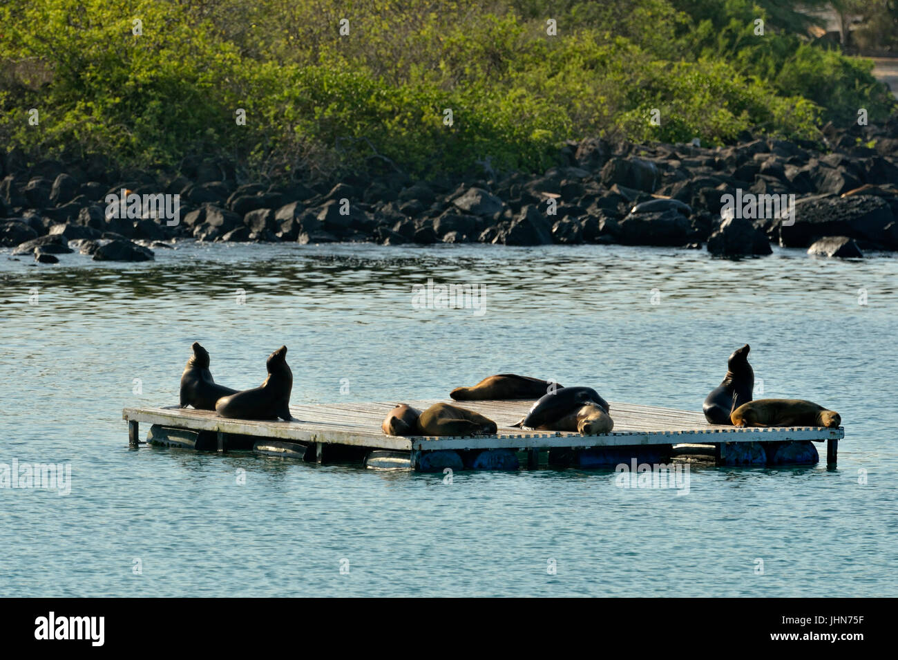 I leoni di mare oziare su un bacino galleggiante, Puerto Baquerizo Moreno, San Cristobal Island, Ecuador Foto Stock