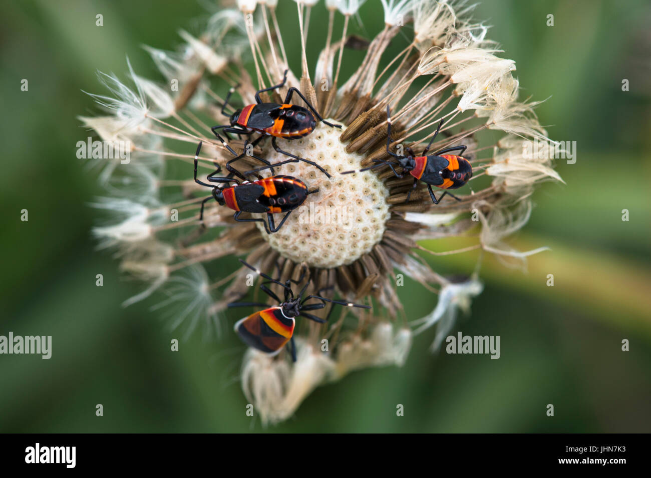 Soldato coleotteri, noto anche come arlecchino coleotteri, mangiando un morto tarassaco testa di fiori Foto Stock