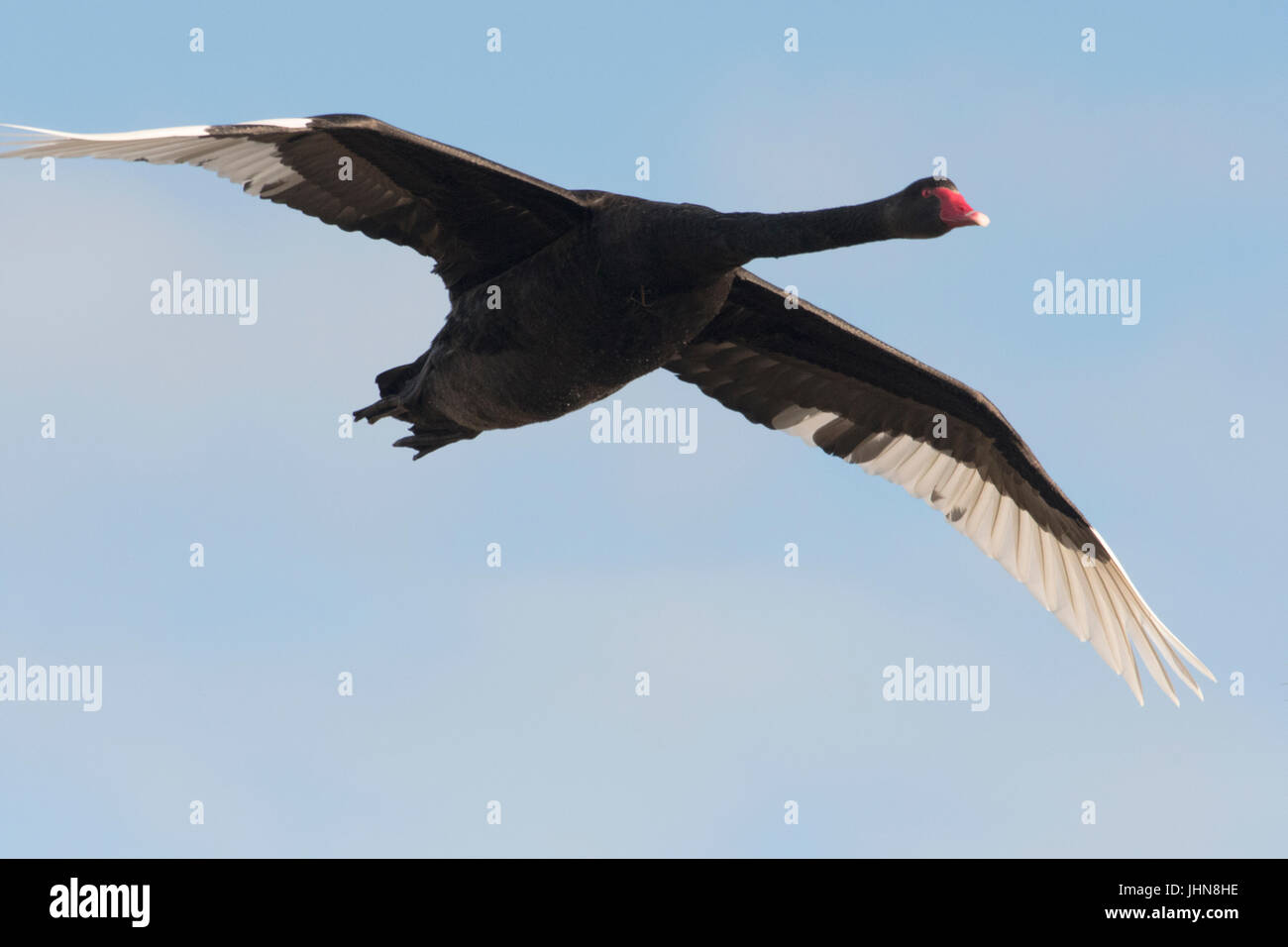 Un australiano Black Swan in volo. Nome scientifico Cygnus atratus.la fauna selvatica, Foto Stock