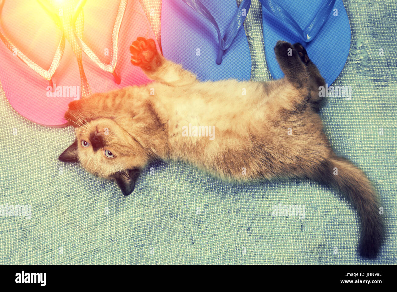 Estate scena. Piccolo gattino giacente su un flip-flop sandali Foto Stock