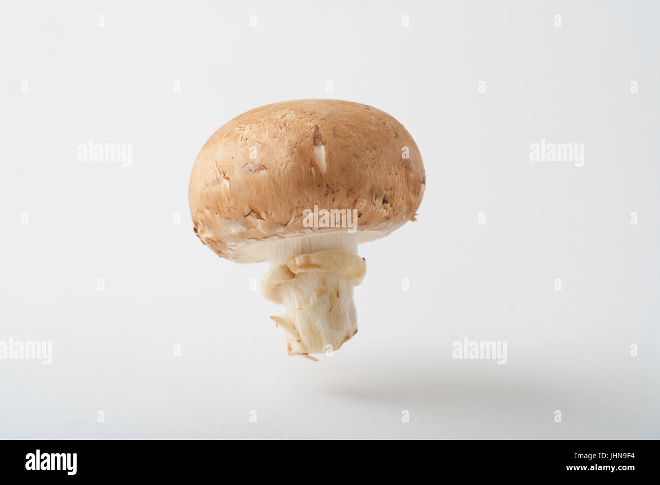 Un funghi cremini come produrre fotografato in un studio, sospesa al di sopra di un bianco, sfondo senza giunture. Foto Stock