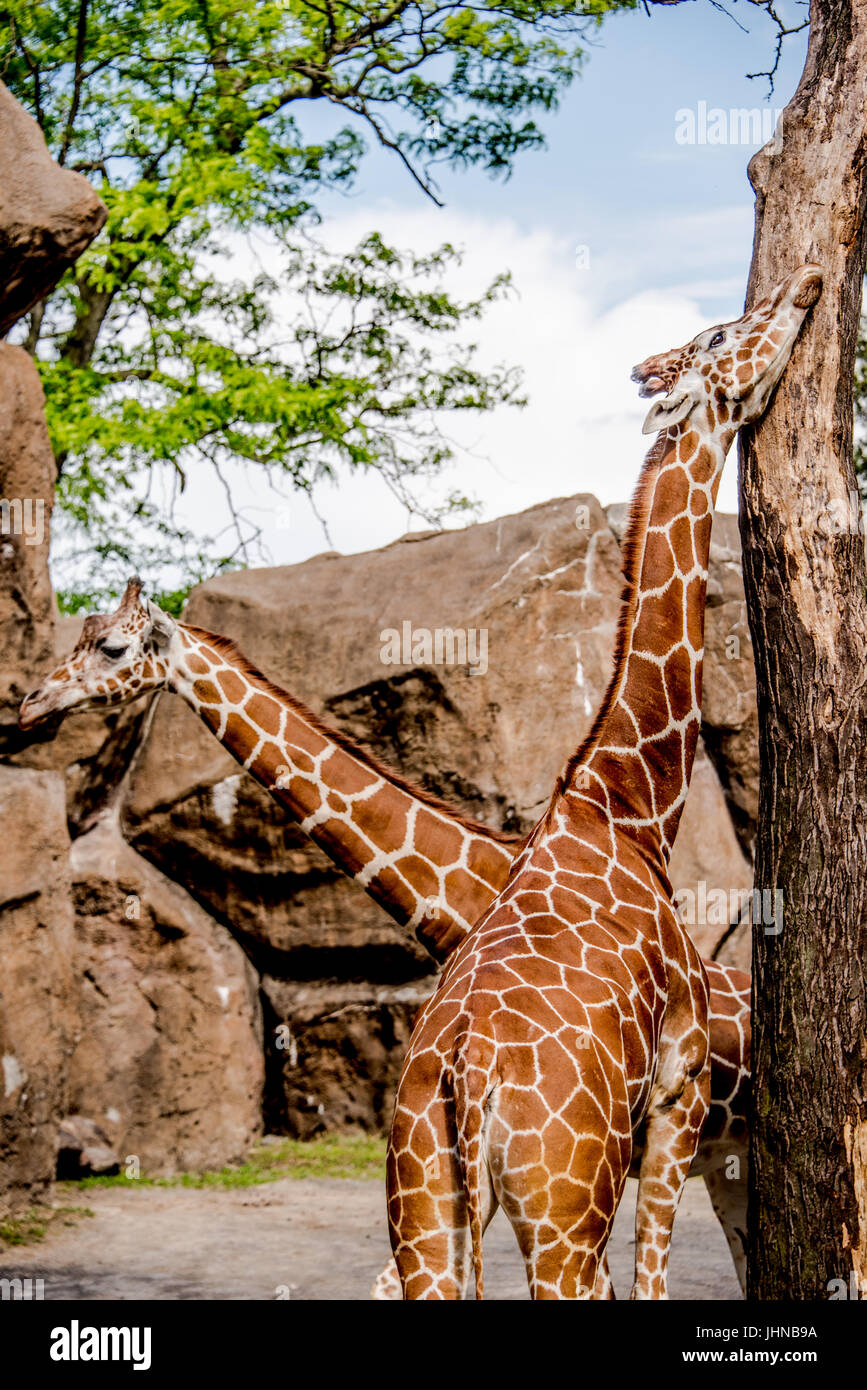 Due giraffe, Giraffa camelopardalis, in un zoo enclosure con rocce di grandi dimensioni con uno sfregamento della sua testa contro la pietra Foto Stock