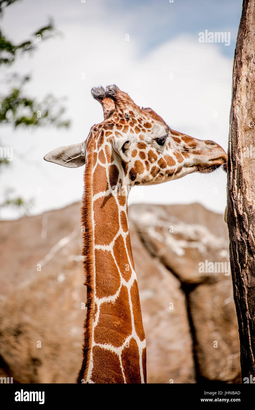 Vicino la vista di profilo della testa di un maschio solitario giraffe Fra alte rocce contro un cielo nuvoloso Foto Stock