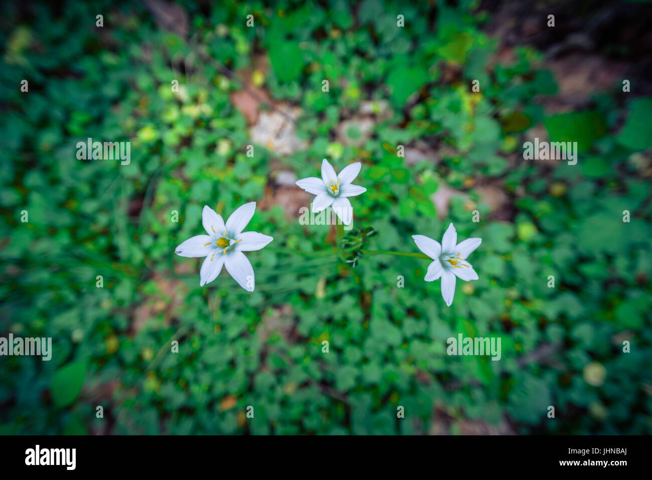 Dolce poco bianco fiori selvaggi che fiorisce in un prato di Philadelphia visto dal di sopra contro verde Foto Stock