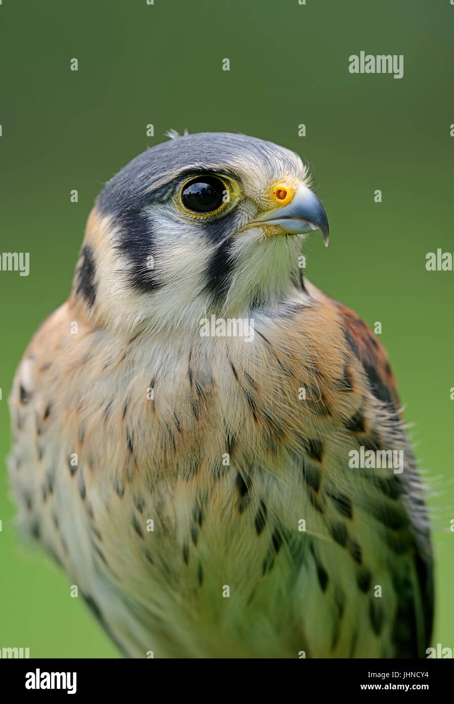 American gheppio, maschio / (Falco sparverius) | Buntfalke, maennlich / (Falco sparverius) Foto Stock