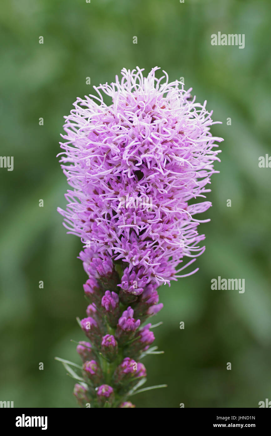 Liatris spicata "Floristan violetti " Foto Stock